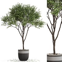 Plants collection 663
