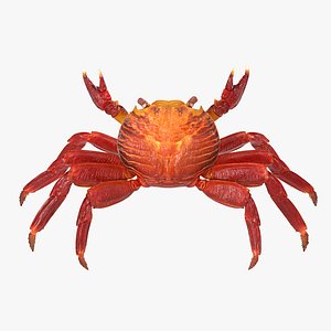 Red Rock Crab Rigged 3D Model