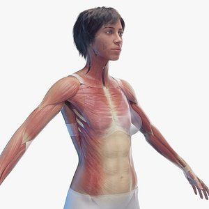 3D Human Female Body Skeleton Ligaments and Muscles Static