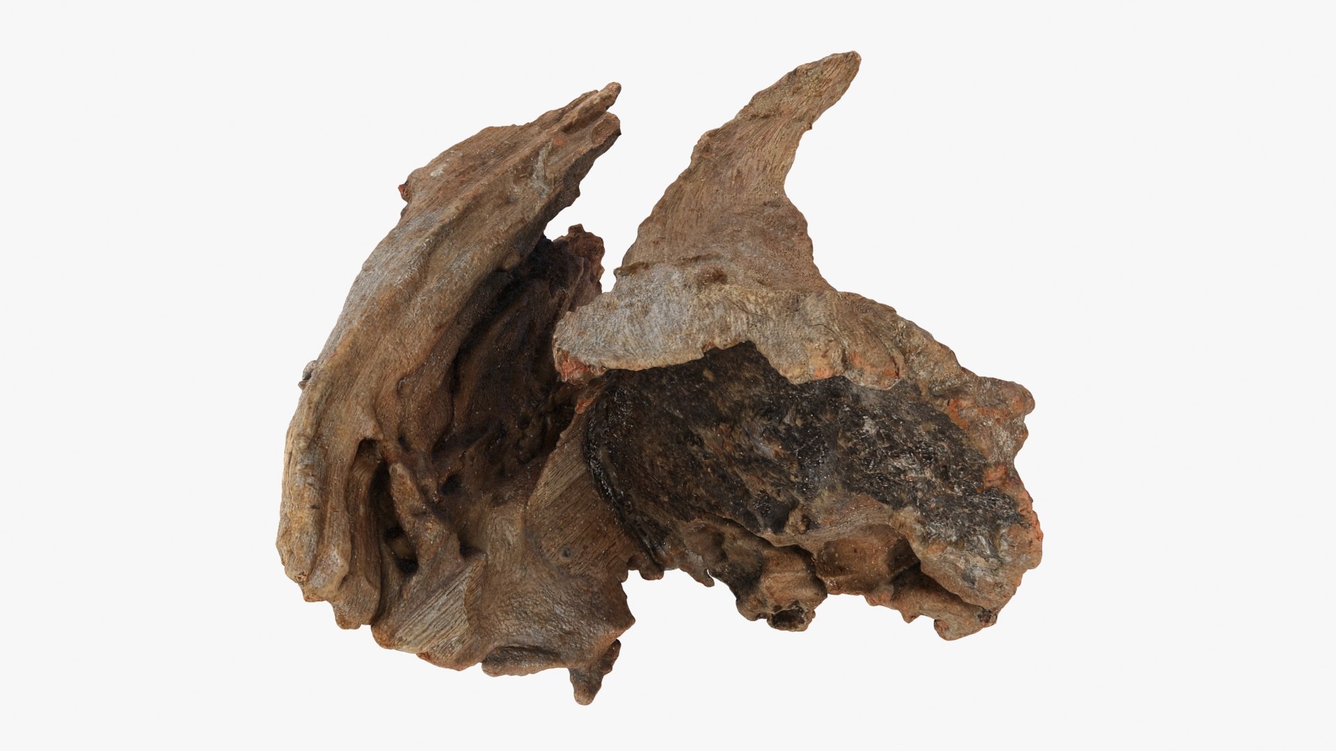 3D Driftwood Piece 02 https://p.turbosquid.com/ts-thumb/Ft/6y9pL0/c2/driftwood02_b0022/jpg/1735380887/1920x1080/fit_q87/65f330e0d8e664dec8688633f40d729b07ea69c7/driftwood02_b0022.jpg