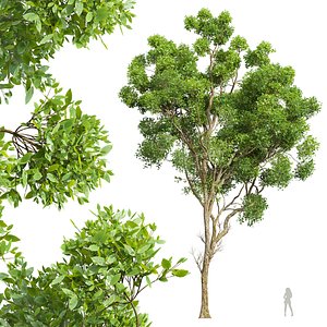 3D model New Plant High detail Cinnamomum Camphora