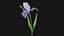 3D Animated Low Poly Iris Flower