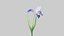 3D Animated Low Poly Iris Flower