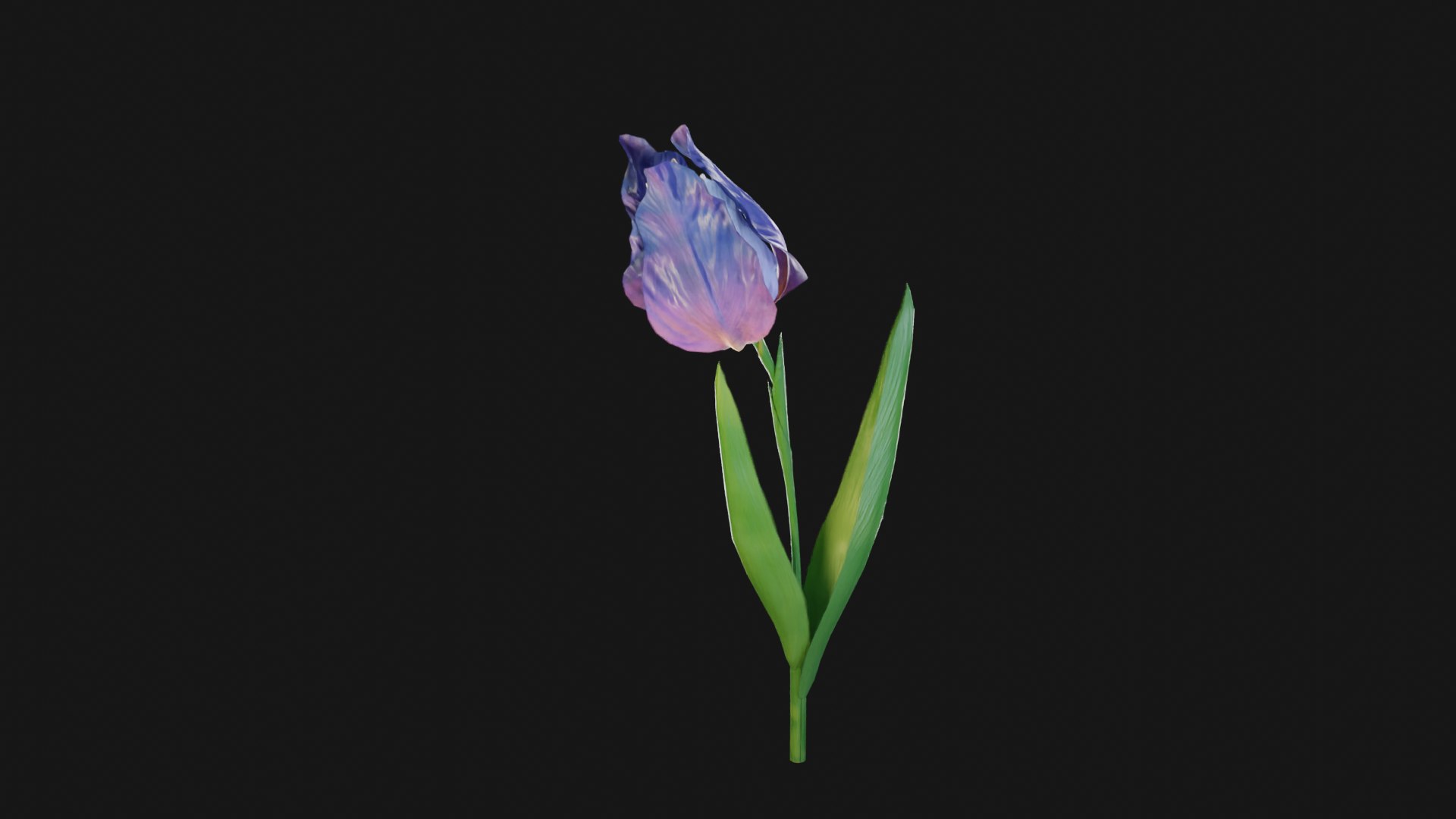 3D Animated Low Poly Iris Flower https://p.turbosquid.com/ts-thumb/Ft/VjgQop/8Z/iris/png/1712827612/1920x1080/fit_q87/b8e0203f1acb6d3ff472d63d8e1887beee947ef9/iris.jpg