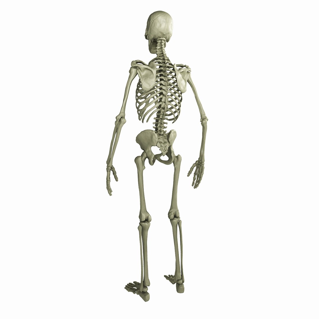 3D Human Skeleton - TurboSquid 1198021