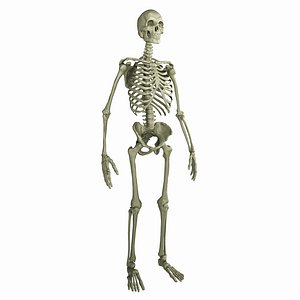 Human Skeleton
