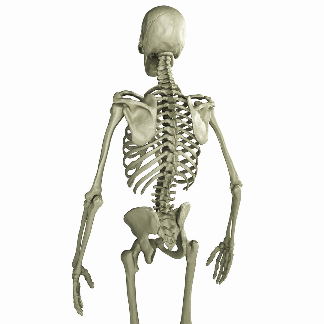 3D Human Skeleton - TurboSquid 1198021