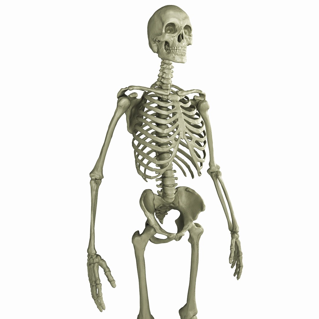 3D Human Skeleton - TurboSquid 1198021