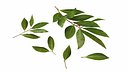 Laurel Leaf
