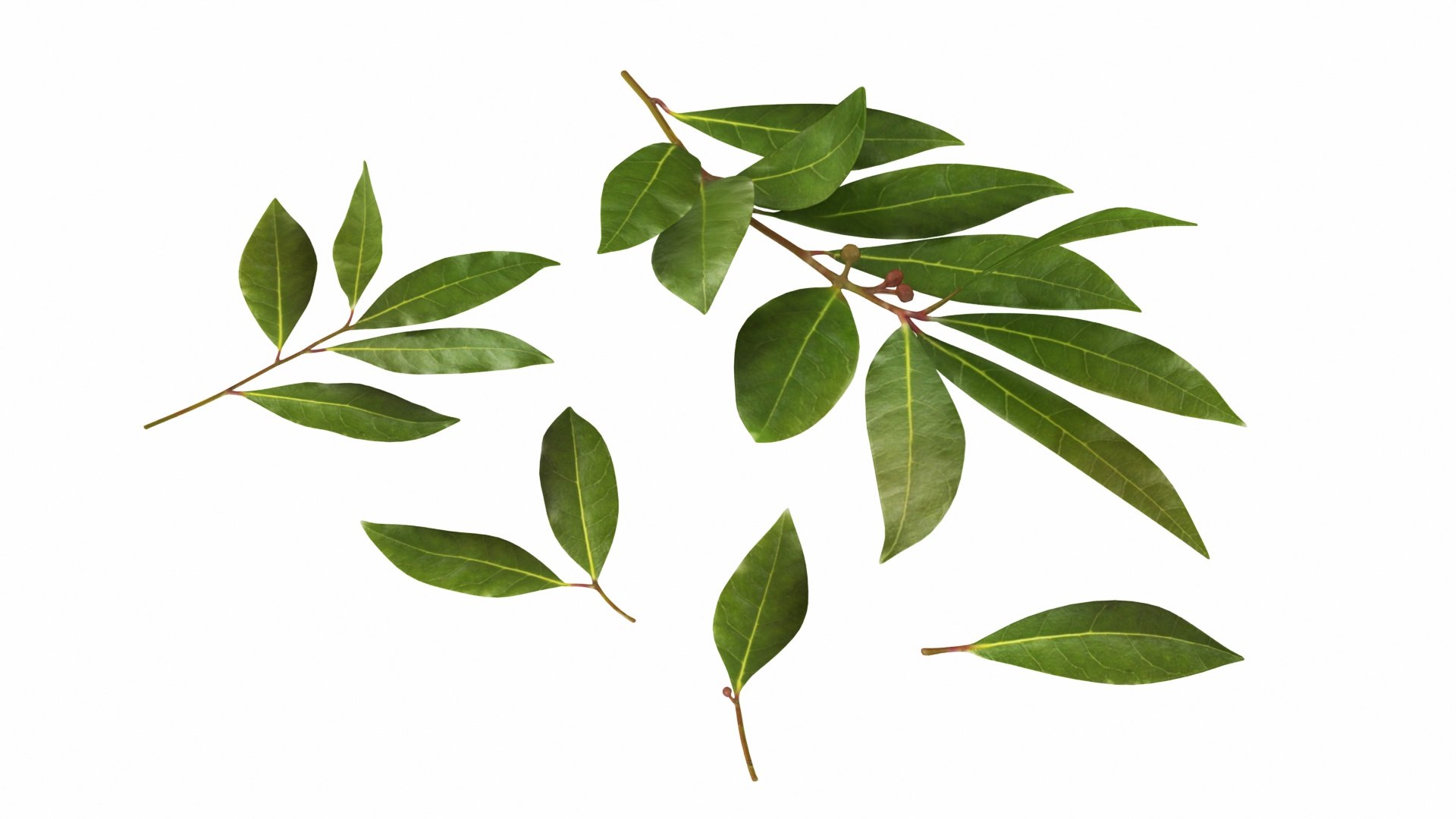 Leafy and Shrub Vegetables 3D https://p.turbosquid.com/ts-thumb/Ft/hj4C1L/O0/laurelleaf1/jpg/1764491426/1920x1080/fit_q87/d371e1a0237af3761961dddc60d63e2c0b344023/laurelleaf1.jpg