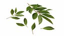Laurel Leaf