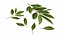 Leafy and Shrub Vegetables