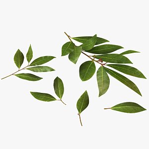 Laurel Leaf 3D model