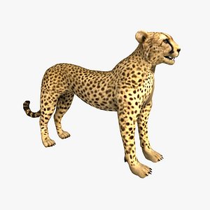 max cheetah rigged