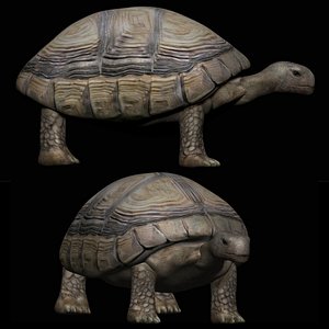 fully rigged low poly turtle 3D model