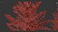 Larix laricina Tamarack