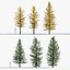 Larix laricina Tamarack