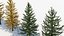 Larix laricina Tamarack