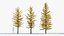 Larix laricina Tamarack