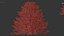 Larix laricina Tamarack