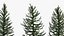 Larix laricina Tamarack