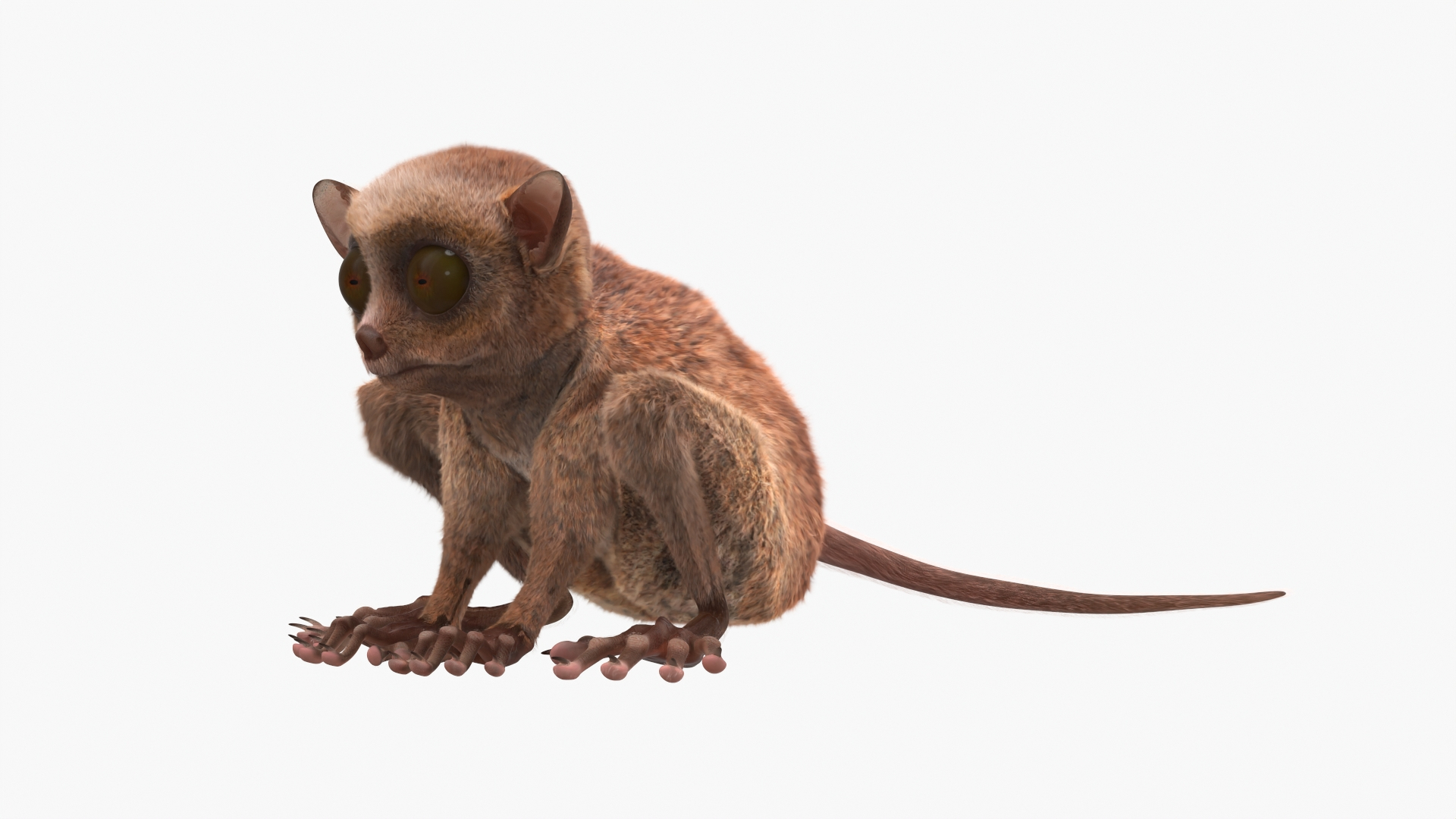 3D Tarsier Fur for Cinema 4D model https://p.turbosquid.com/ts-thumb/Fu/A8rqcf/GB/tarsier_fur_360/jpg/1772476180/1920x1080/turn_fit_q99/5ed5afa57b5743eb21e42e2f812ab0648fe99d9a/tarsier_fur_360-1.jpg
