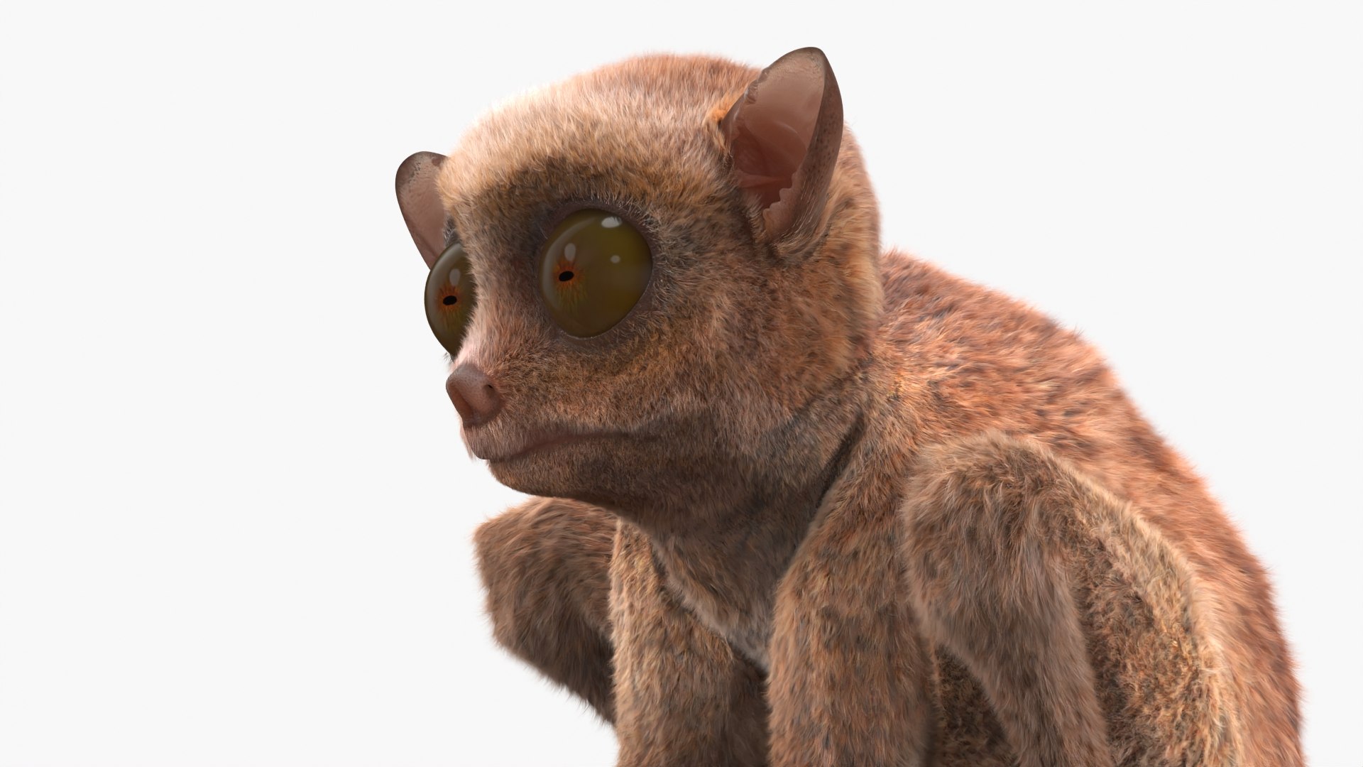 3D Tarsier Fur for Cinema 4D model https://p.turbosquid.com/ts-thumb/Fu/A8rqcf/bc/tarsier_fur_007/jpg/1772476266/1920x1080/fit_q87/2838d038ce0674d4d52a2cf1e46d3879127cfaa2/tarsier_fur_007.jpg