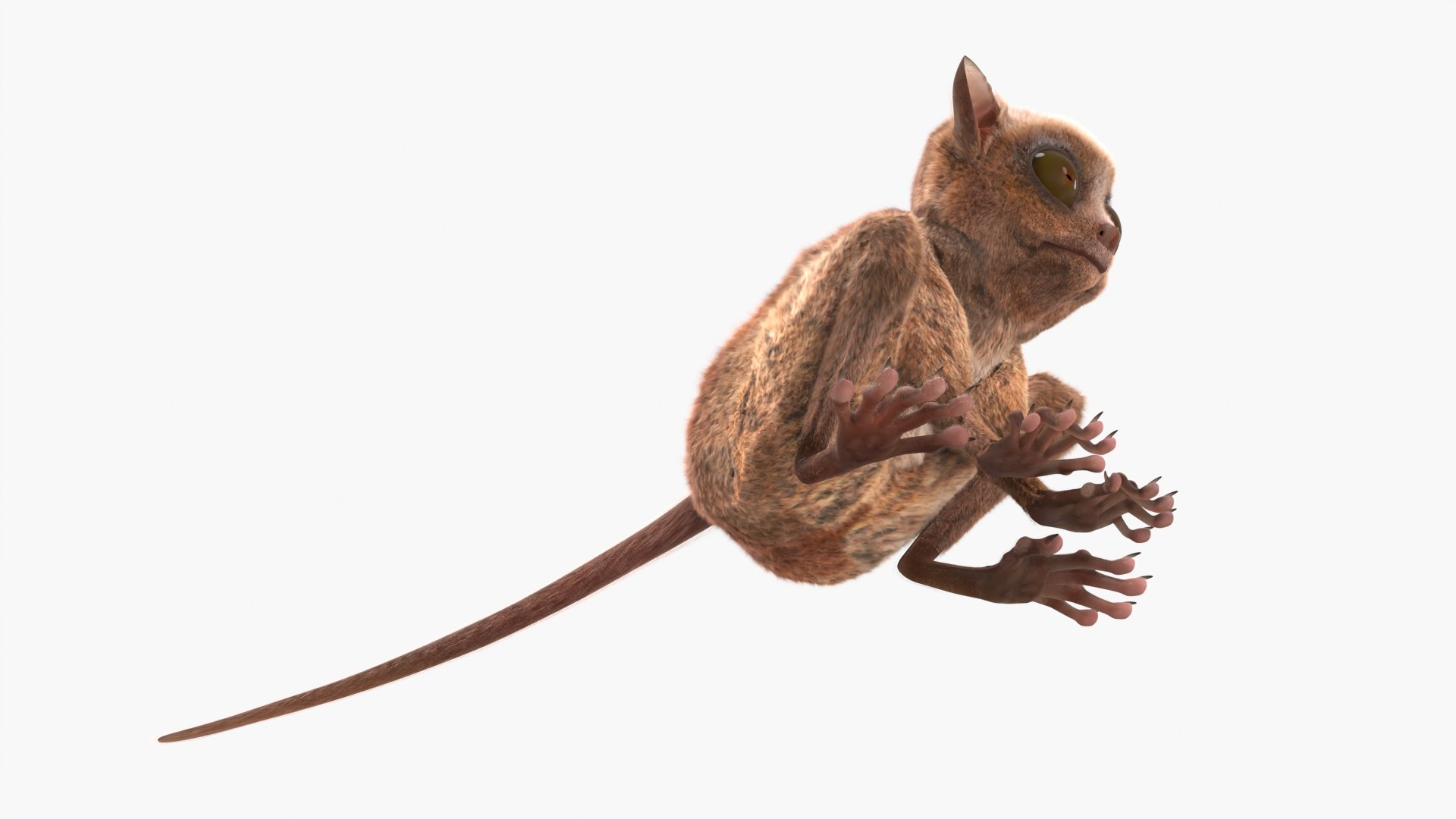 3D Tarsier Fur for Cinema 4D model https://p.turbosquid.com/ts-thumb/Fu/A8rqcf/rz/tarsier_fur_006/jpg/1772476262/1920x1080/fit_q87/9c9c18c04a56ee10838ba7fef066dc891f9cd231/tarsier_fur_006.jpg