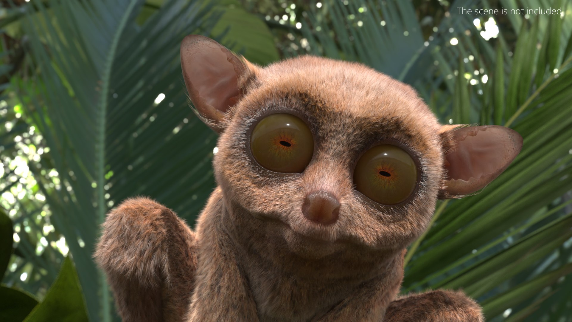 3D Tarsier Fur for Cinema 4D model https://p.turbosquid.com/ts-thumb/Fu/A8rqcf/uy/tarsier_fur_002/jpg/1772476177/1920x1080/fit_q87/88bef89557f24dda36501f7ca12e4c0f0d659818/tarsier_fur_002.jpg