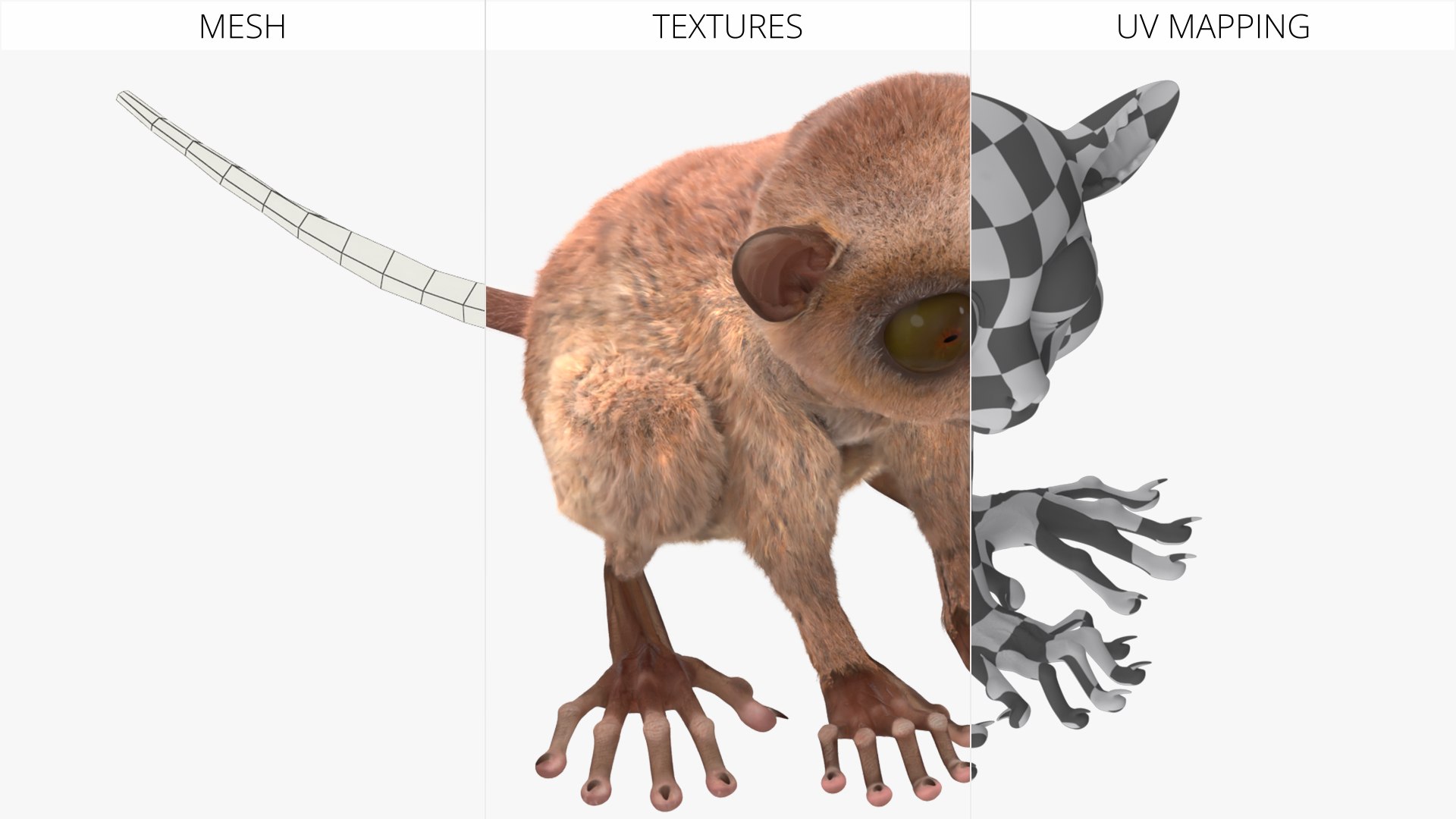 3D Tarsier Fur for Cinema 4D model https://p.turbosquid.com/ts-thumb/Fu/A8rqcf/v9/tarsier_fur_008/jpg/1772476270/1920x1080/fit_q87/eda6c71425ff854eee23538da1fc82ea939fab9d/tarsier_fur_008.jpg