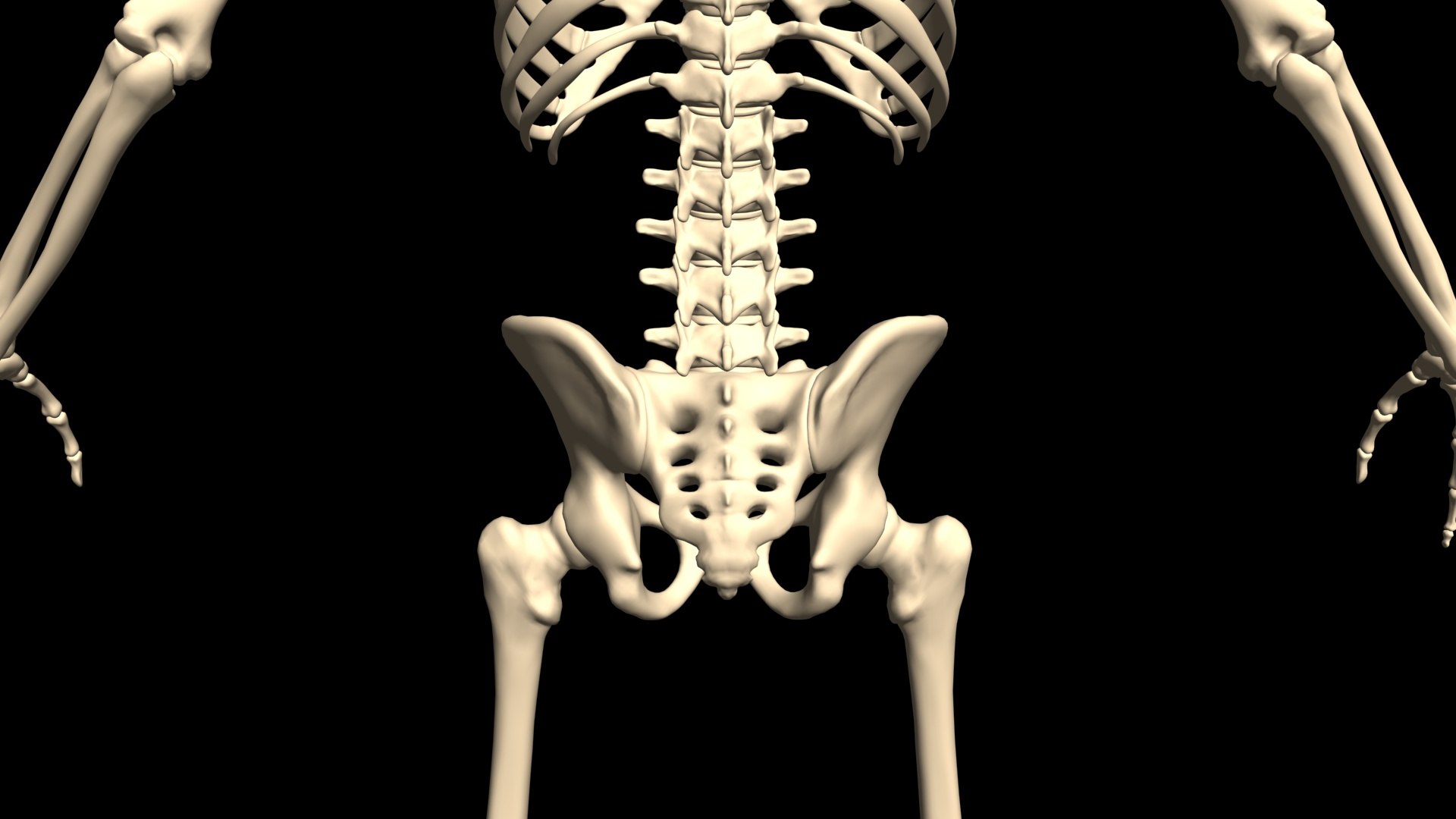3D Skeleton Bash https://p.turbosquid.com/ts-thumb/Fu/AoxjUX/9q/006/jpg/1751103625/1920x1080/fit_q87/294fd7ff67597cb6ed55d0f1afa4c2cf58f92585/006.jpg