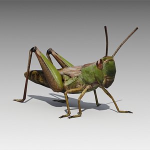 Grasshopper Animated