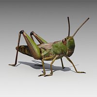 Grasshopper Animated