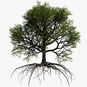oak summer 1 tree 3D model