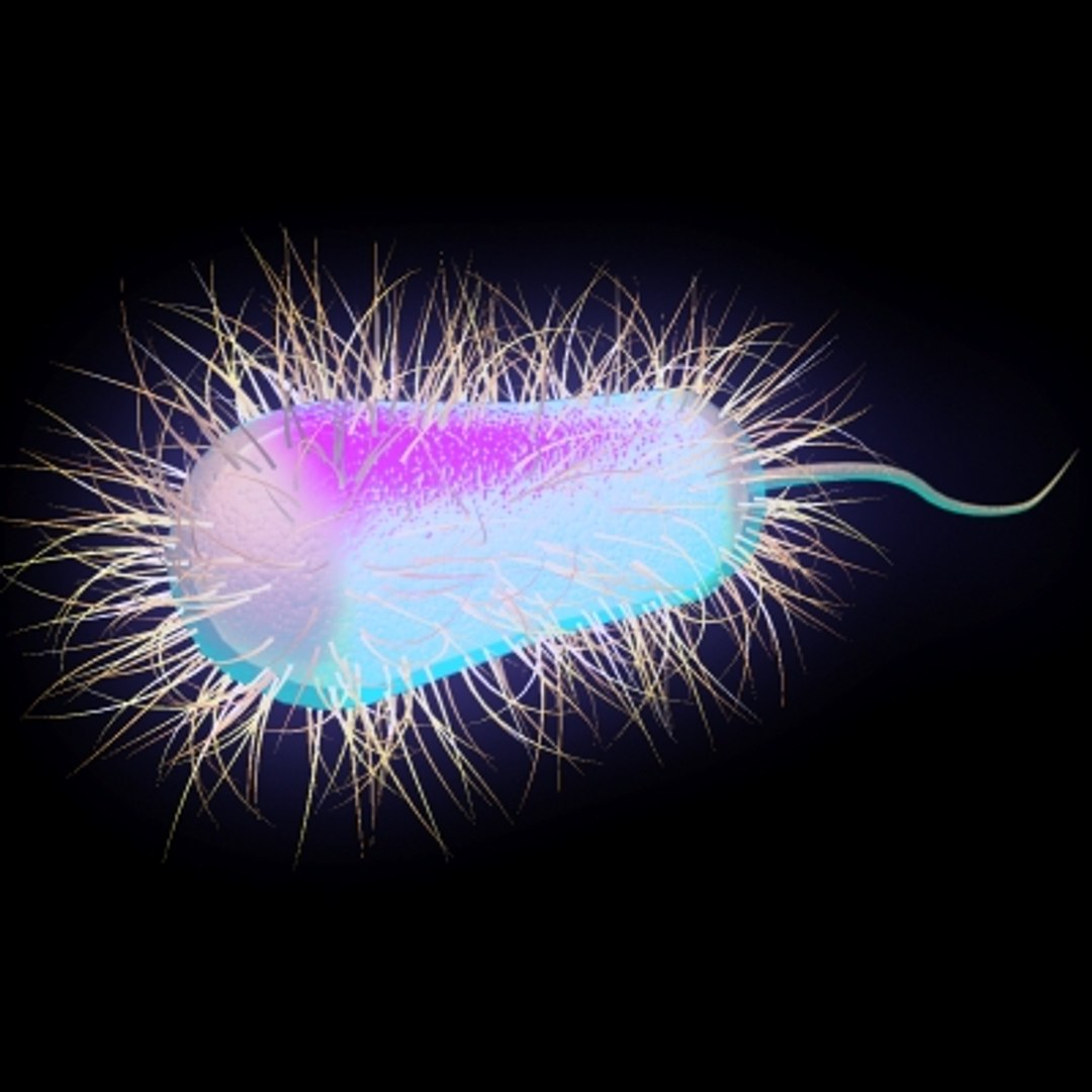 3d max escherichia coli e