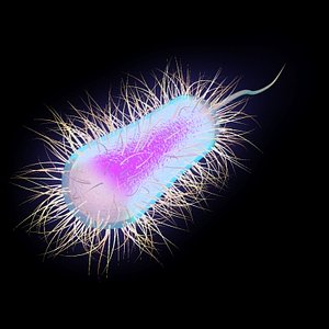 3d max escherichia coli e