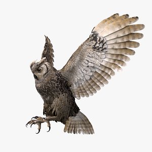 Owl RIGGED