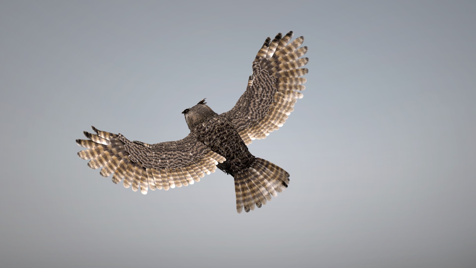 Owl RIGGED 3D model https://p.turbosquid.com/ts-thumb/Fu/kbJntH/VM/owl4/png/1750405344/1920x1080/fit_q87/ceefeda9a27429422bb7dc1421f8d009df163a80/owl4.jpg
