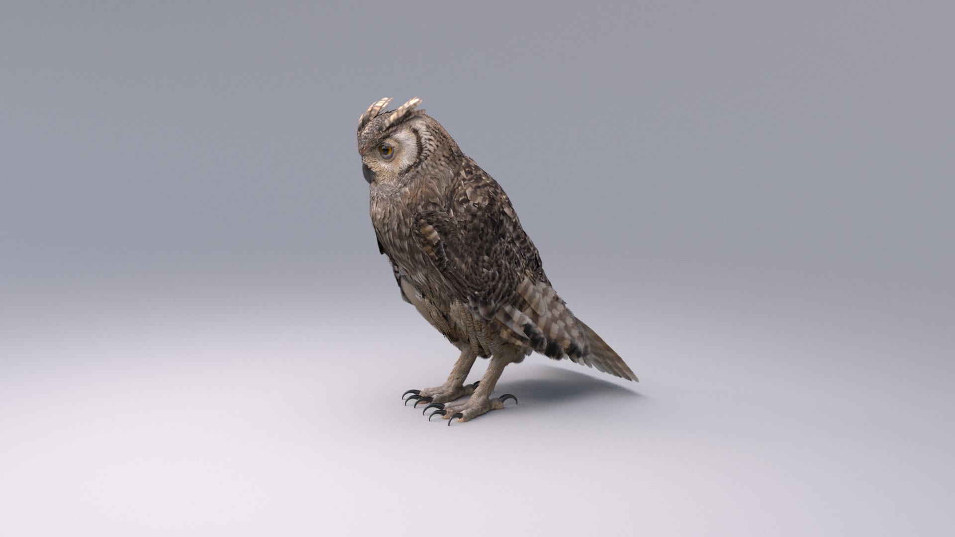 Owl RIGGED 3D model https://p.turbosquid.com/ts-thumb/Fu/kbJntH/ed/owl6/png/1750405348/1920x1080/fit_q87/a526eca3dd102f89f82438695a334d5aaa85584a/owl6.jpg