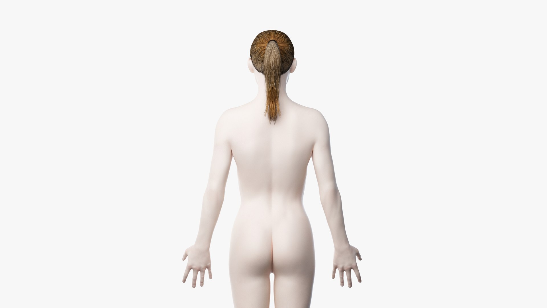 3D skin female skeleton muscles https://p.turbosquid.com/ts-thumb/Fu/waUvYf/BAR5cZld/2019_female_body0004/jpg/1581949247/1920x1080/fit_q87/a3c4378a8547487dc5607cc1f504629c516e3de0/2019_female_body0004.jpg