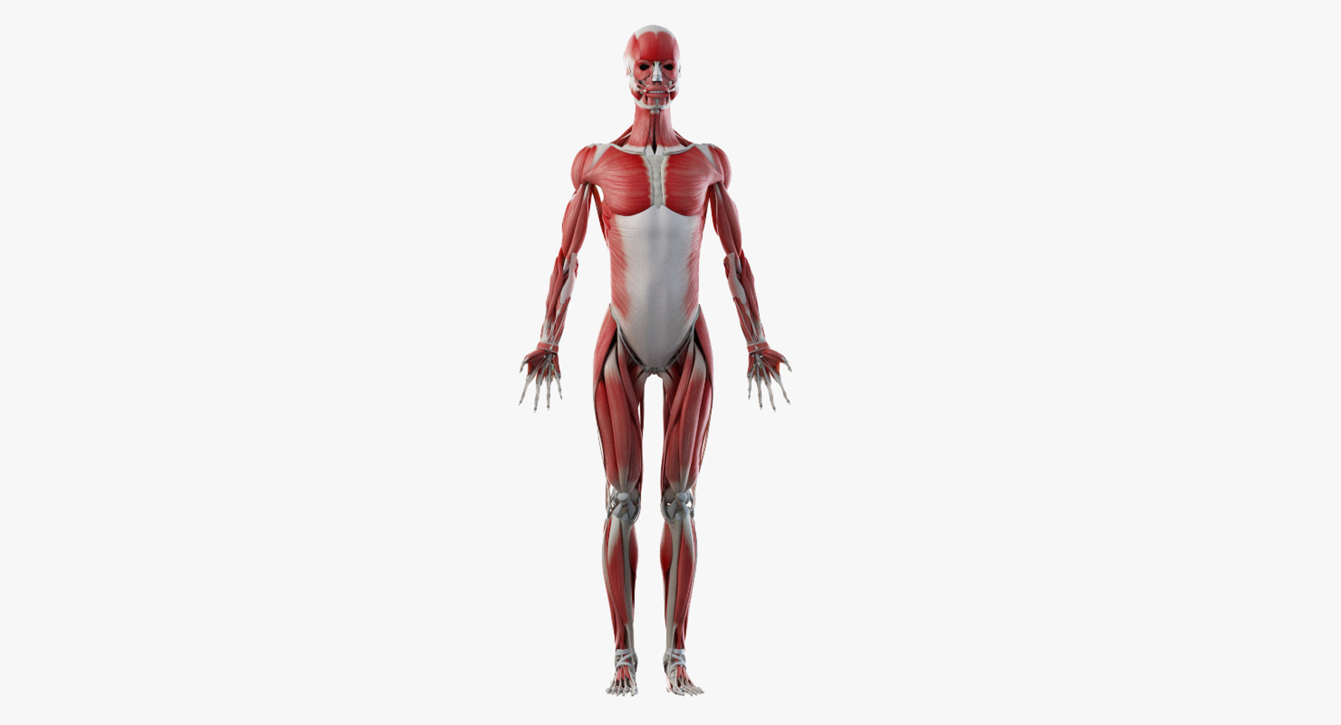 3D skin female skeleton muscles https://p.turbosquid.com/ts-thumb/Fu/waUvYf/Q9SnIbIu/2019_female_turntable_muscles/jpg/1581948846/1920x1080/turn_fit_q99/a3b1acbb3d2e1f3b90097cc040186864edf3e1b6/2019_female_turntable_muscles-1.jpg