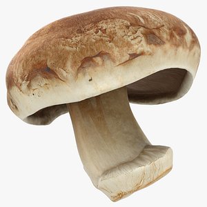 3D model Whole Portobello Mushroom