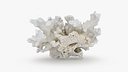 White Coral Reef 02