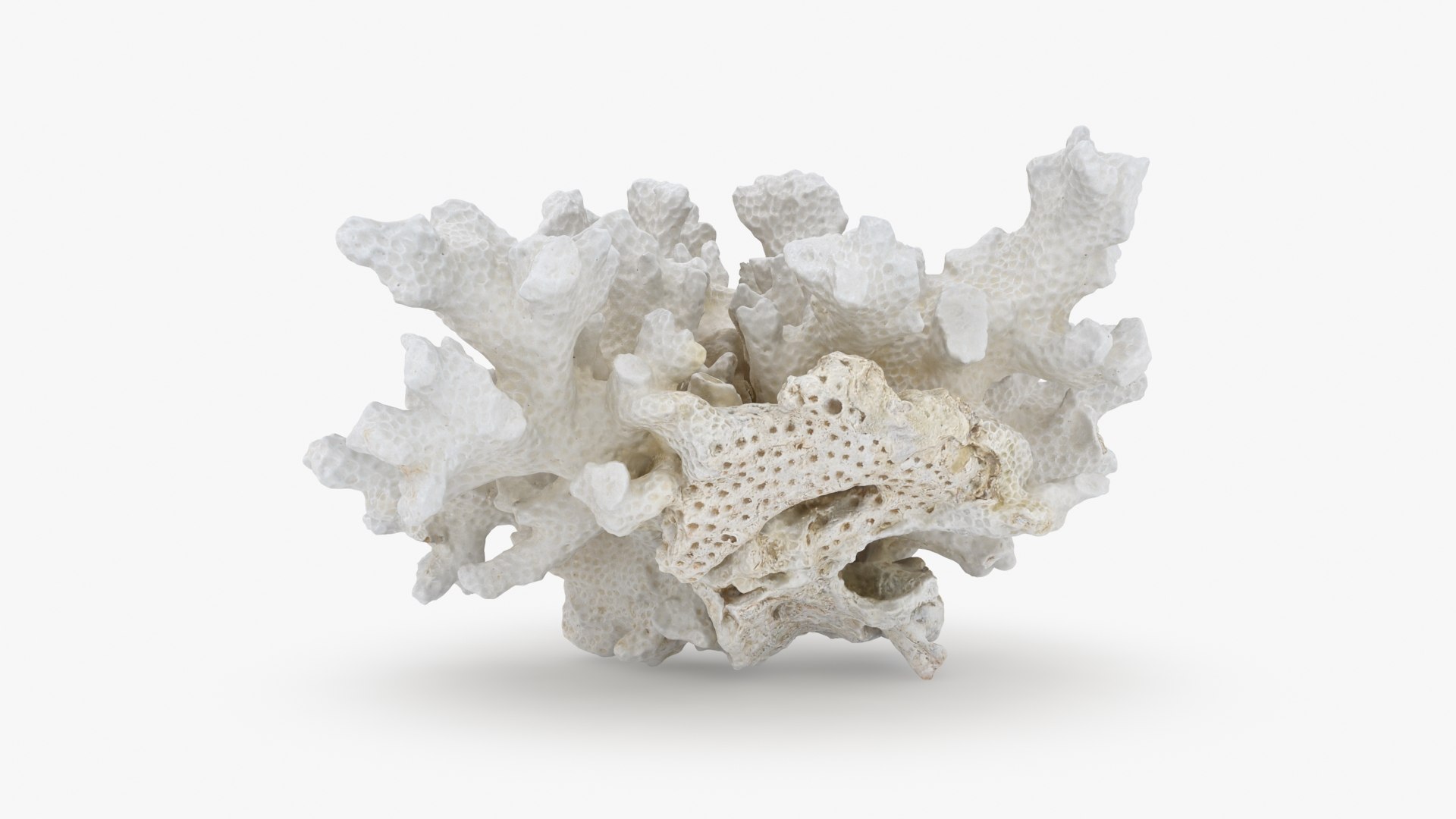 3D White Coral Collection https://p.turbosquid.com/ts-thumb/Fv/2qpB8z/40/whitecoral02_a0001/jpg/1790182036/1920x1080/fit_q87/4a236d246970ba7e86d98f0997a58dd48f6923ad/whitecoral02_a0001.jpg