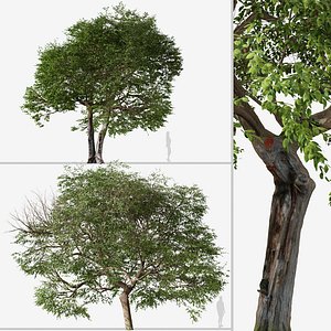 3D Set of Quercus ilex or Holly oak Tree model