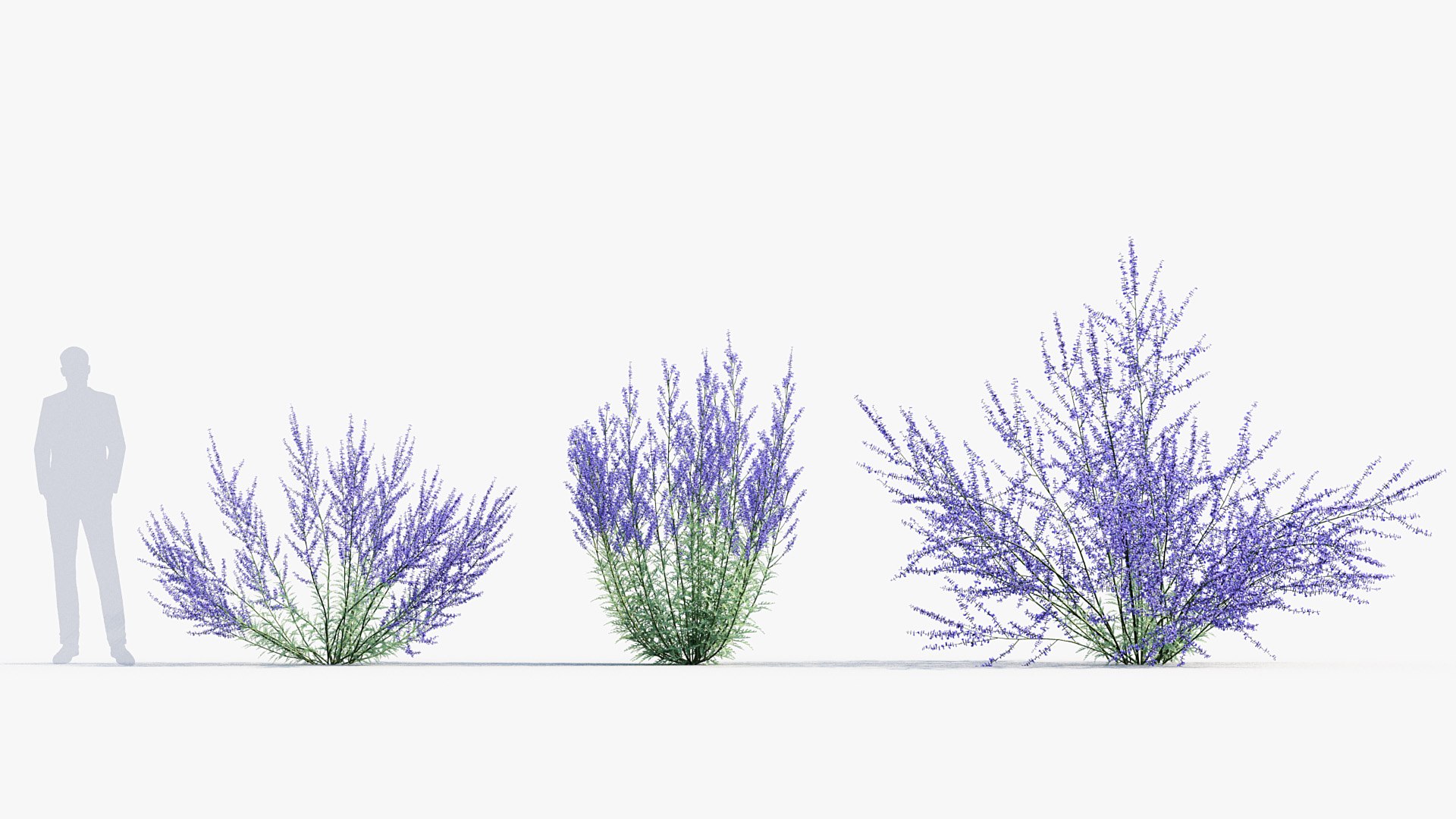 Package 05 Garden Flower Plants 3D https://p.turbosquid.com/ts-thumb/Fv/EpDM6s/0g/bc_pm_p05_perovskia_atriplicifolia_03/jpg/1705578165/1920x1080/fit_q87/dfb1392edd99367e2a448f4b0da0af625aa26217/bc_pm_p05_perovskia_atriplicifolia_03.jpg