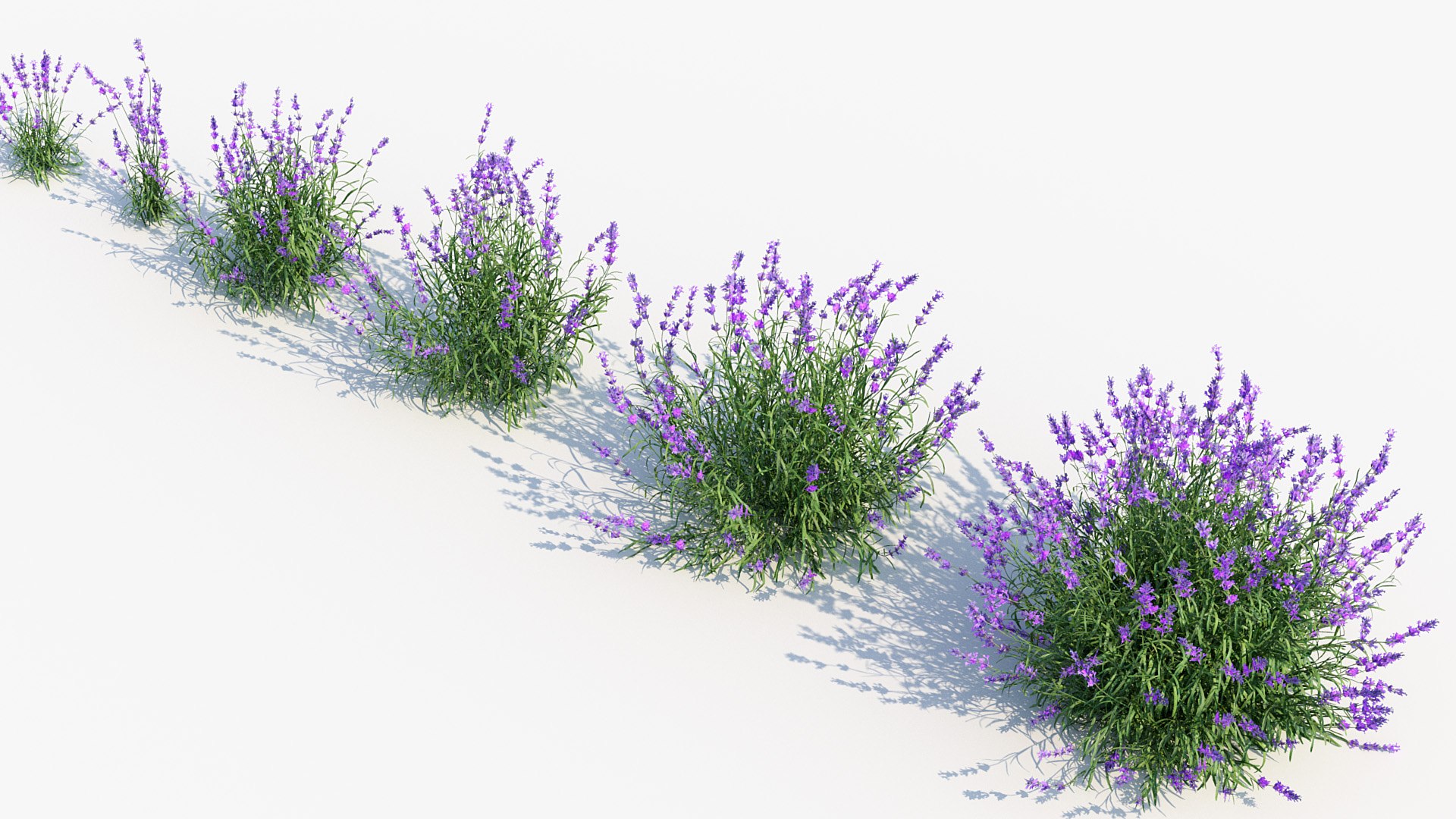 Package 05 Garden Flower Plants 3D https://p.turbosquid.com/ts-thumb/Fv/EpDM6s/0m/bc_pm_p05_lavender_05/jpg/1705578163/1920x1080/fit_q87/ee17da41ed24845c60f85b50cc91a3271a9b289a/bc_pm_p05_lavender_05.jpg