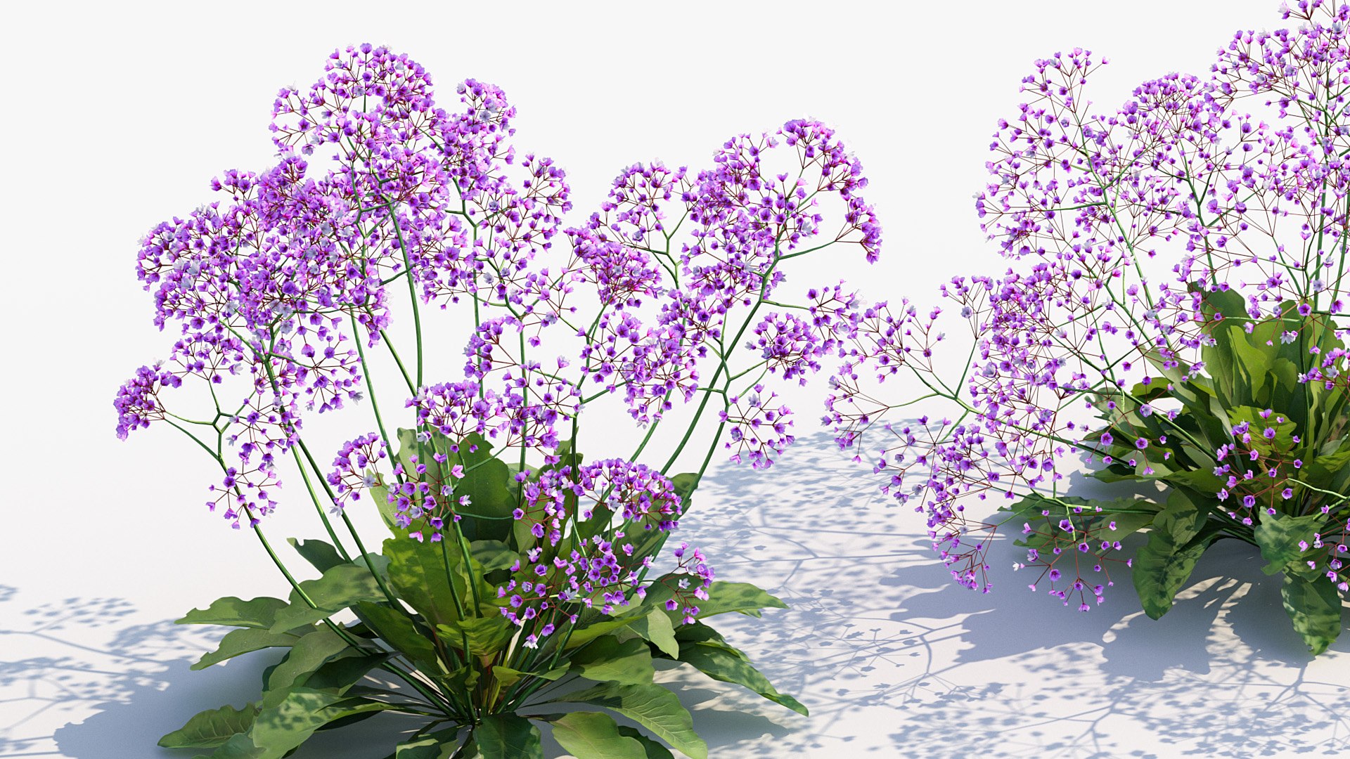 Package 05 Garden Flower Plants 3D https://p.turbosquid.com/ts-thumb/Fv/EpDM6s/37/bc_pm_p05_sea_lavender_04/jpg/1705578182/1920x1080/fit_q87/ec0b34112786426dacf452d2257824f6f463811a/bc_pm_p05_sea_lavender_04.jpg