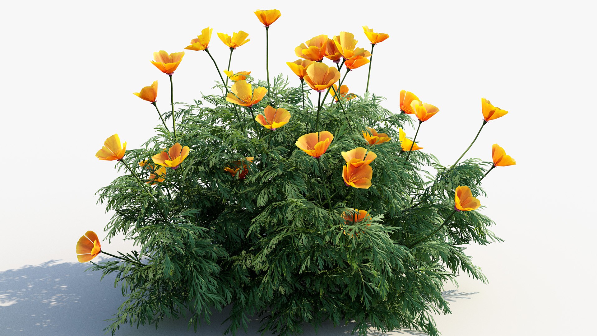 Package 05 Garden Flower Plants 3D https://p.turbosquid.com/ts-thumb/Fv/EpDM6s/4U/bc_pm_p05_california_poppy_04/jpg/1705578110/1920x1080/fit_q87/f3e93eff6724711027c6fffd9cb8748a046b358c/bc_pm_p05_california_poppy_04.jpg