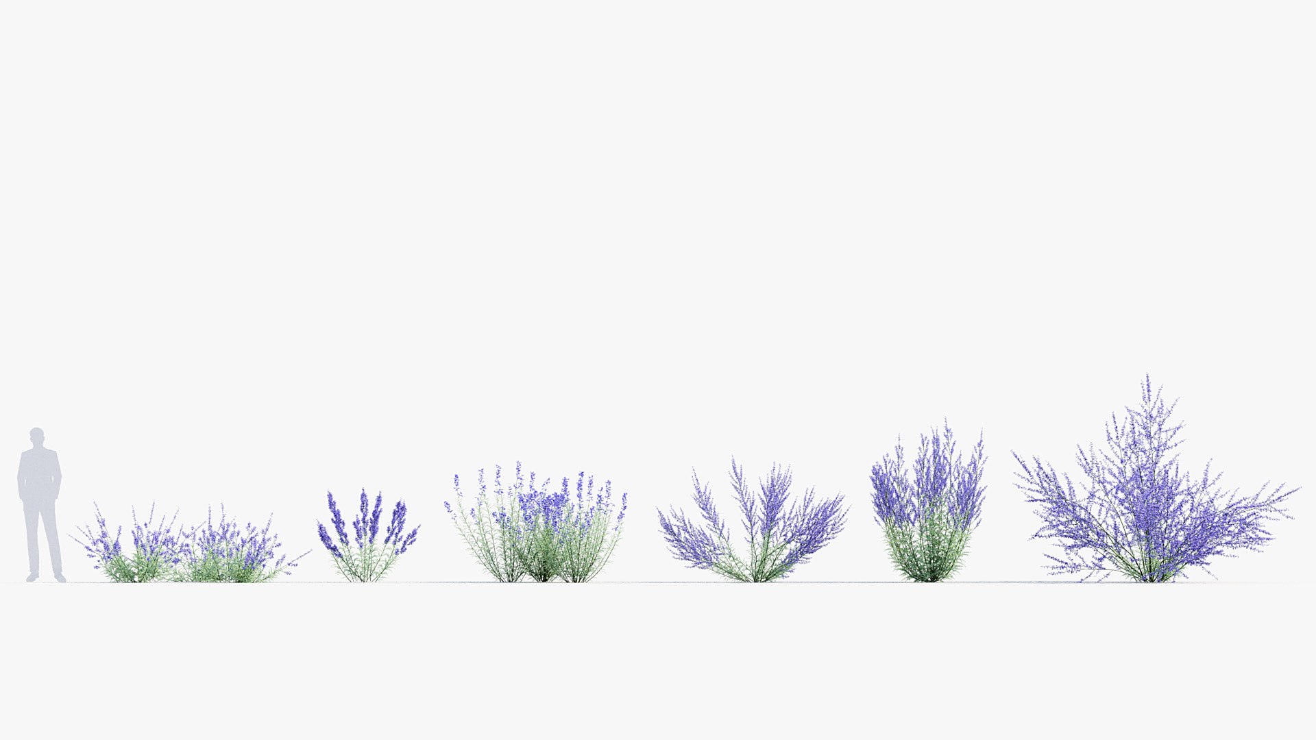 Package 05 Garden Flower Plants 3D https://p.turbosquid.com/ts-thumb/Fv/EpDM6s/5L/bc_pm_p05_perovskia_atriplicifolia_01/jpg/1705578164/1920x1080/fit_q87/b6b7f113805392afcecac9515752ffe3dc3b10b6/bc_pm_p05_perovskia_atriplicifolia_01.jpg